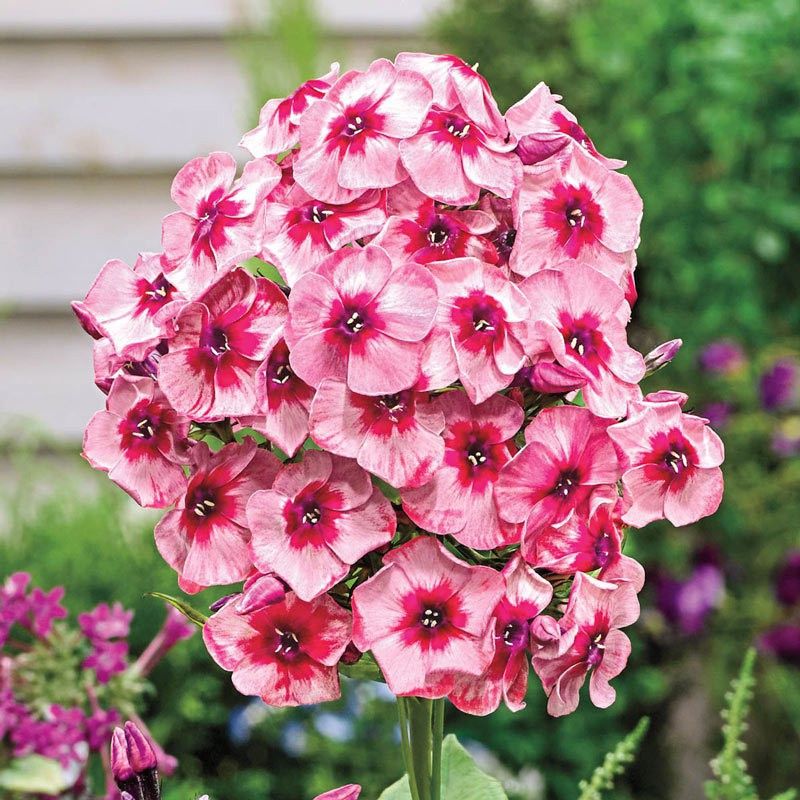 XOLDA Phlox Mix Flower Seed  (41 per packet)