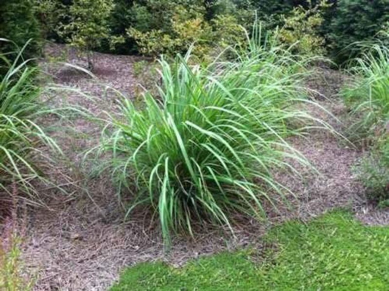 VibeX GUA-83 - Lemon Grass Mosquito Insect Repellent - (2250 Seeds) Seed  (2250 per packet)