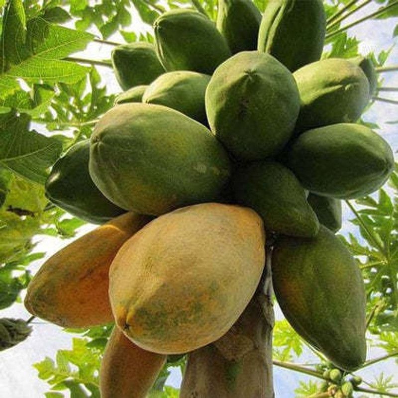 XOLDA Papaya Hybrid Fruit Seed  (27 per packet)