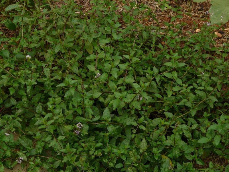 CYBEXIS VVI-4 - Chocolate Mint - (1350 Seeds) Seed  (1350 per packet)