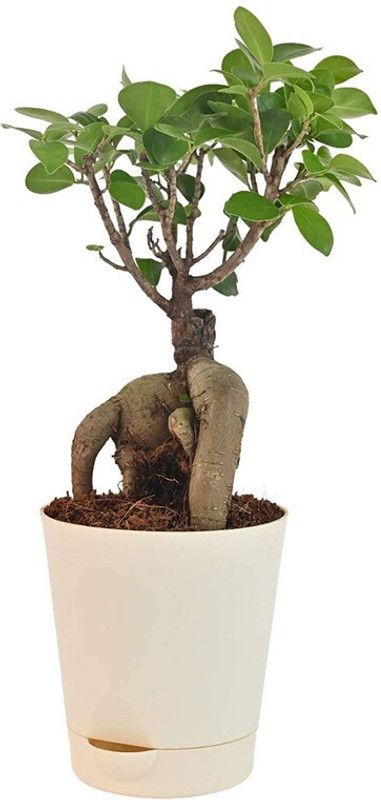 Dream mall Ficus Bonsai Plant  (Hybrid, Pack of 1)