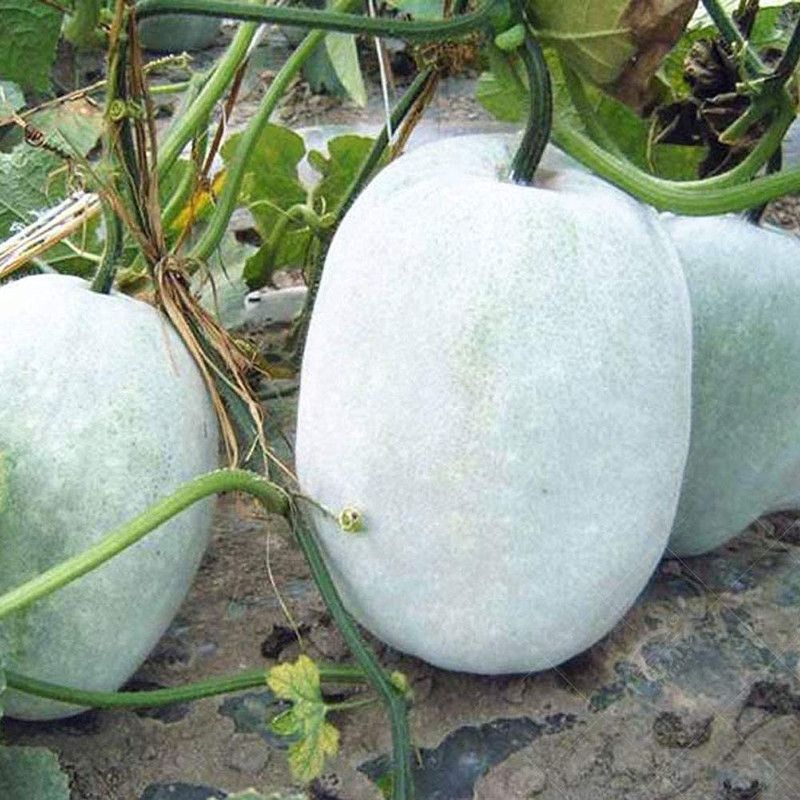 Aywal Ash Gourd Seed  (9 per packet)