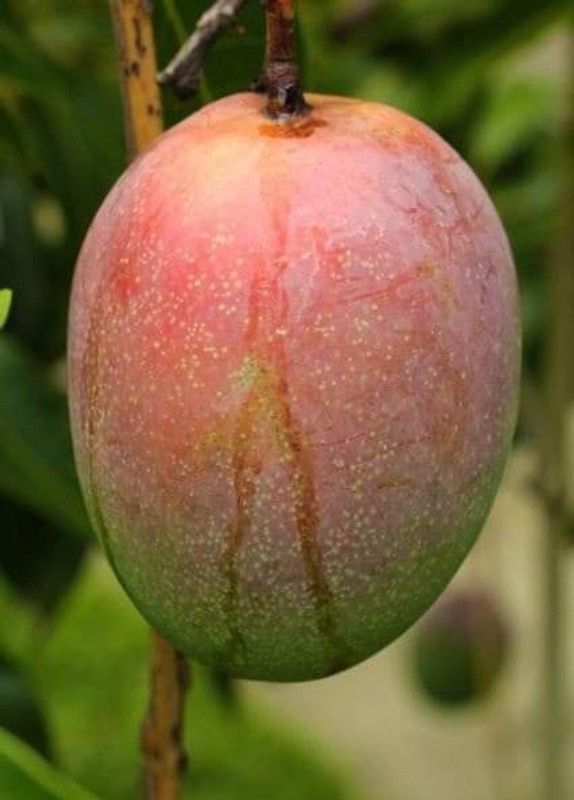Bappa Mart Mango Plant  (Hybrid, Pack of 1)