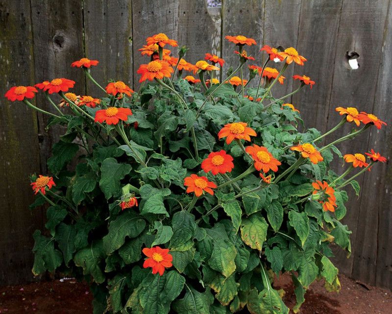 Nodoc Tithonia Seed  (14 per packet)