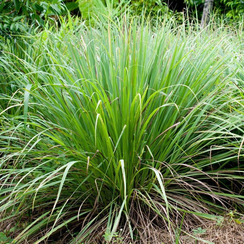 Nodoc Organic lemon grass herb Seed  (28 per packet)