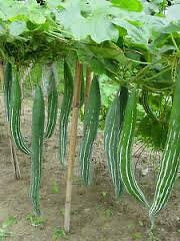 NOLVOX Snake Gourd Seeds for Planting, Chachinda Seed  (14 per packet)