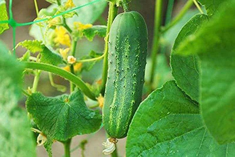 Ortel Cucumber Seed Seed  (1 per packet)