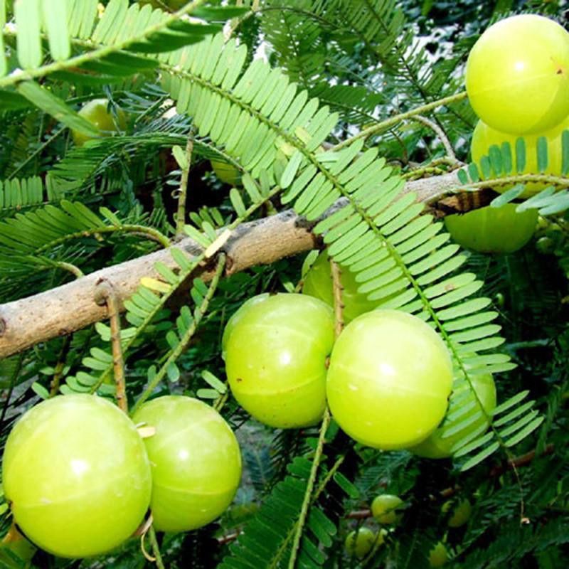 PLANTZON Amla Plant Seed  (25 per packet)