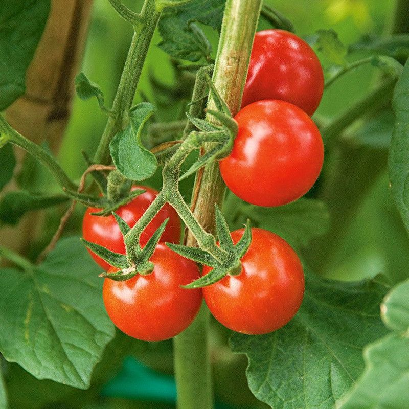 Paudha Cherry Tomato Seed  (52 per packet)