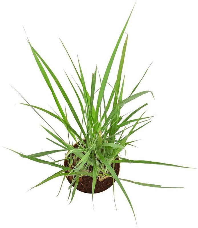 XYGEN लेमन ग्रास/Lemon grass (Cymbopogon citratus) Seed  (300 per packet)