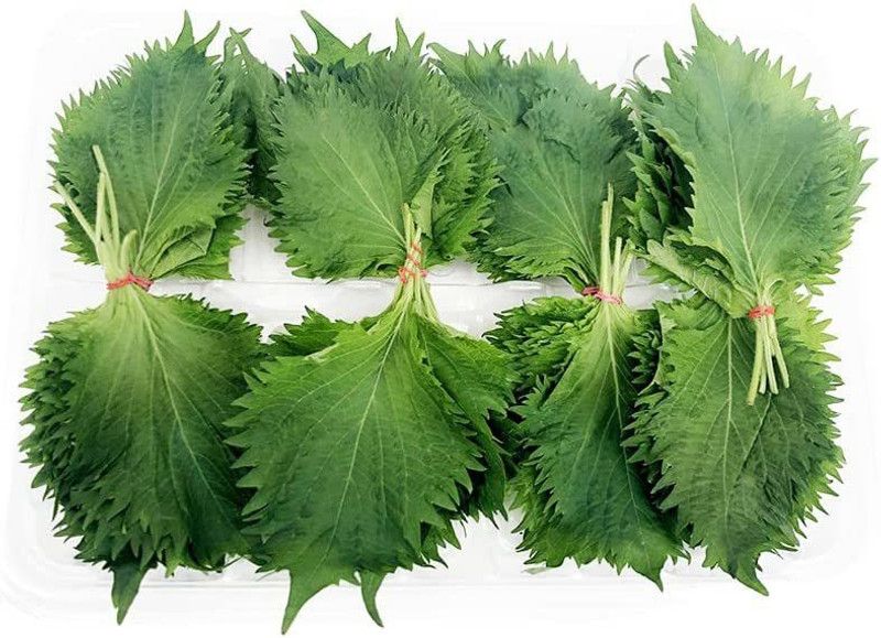 VibeX ® XXL-12 Japanese Ohba Ao Shiso(Perilla) Seed  (300 per packet)