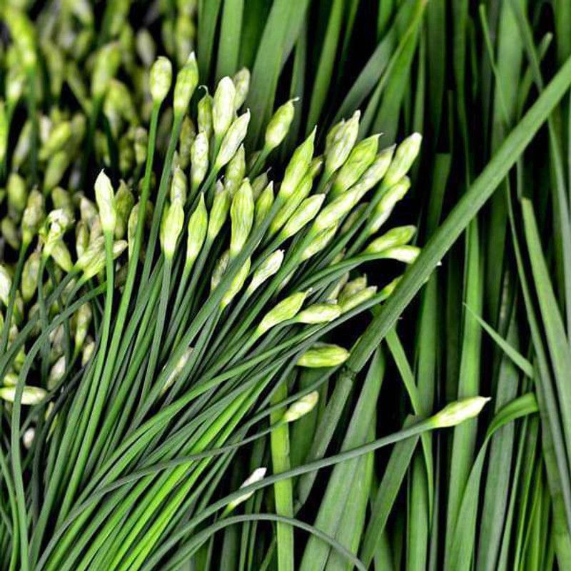 XOLDA Garlic Chives Seed  (48 per packet)
