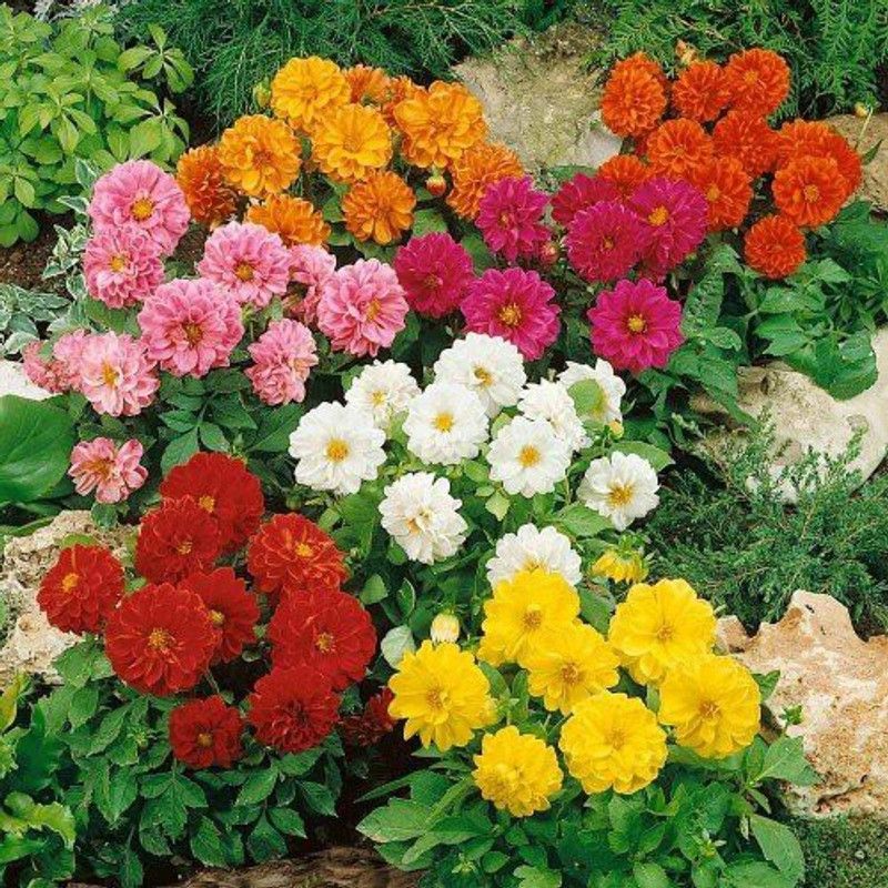 KANAYA Dahlia Seeds Hybrid Seed  (18 per packet)