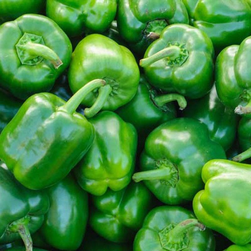 FERNSFLY Vegetables Seeds Green Capsicum Seed  (25 per packet)
