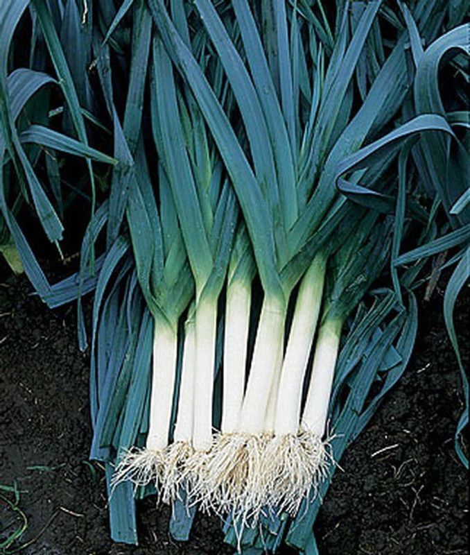 VibeX Organic Leek, Blue Solaise Seed  (120 per packet)