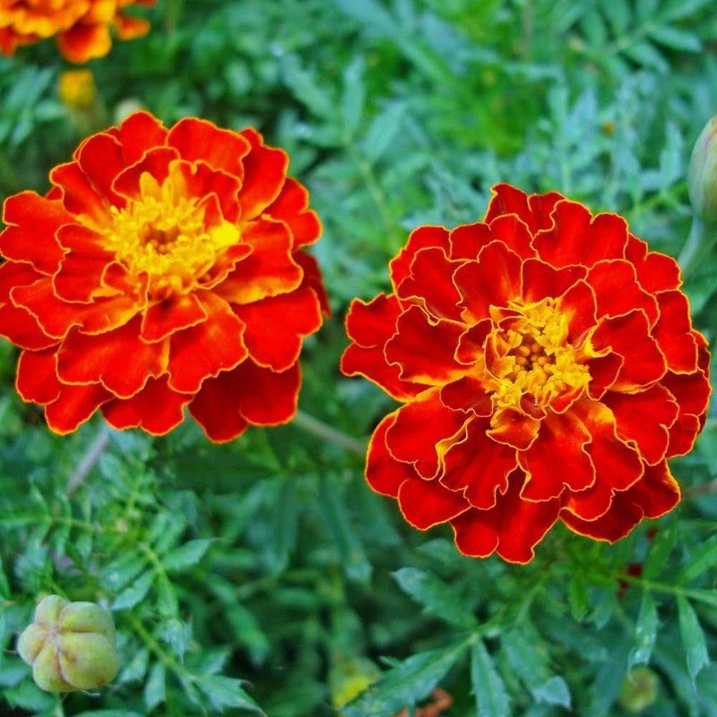 Nodoc Marigold red flower Seed  (22 per packet)