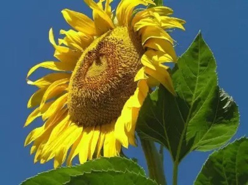 Aro Sunflower Seed  (90 per packet)