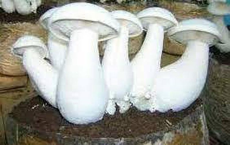 Qualtivate MUSHROOM SPAWN SEED Seed  (21 per packet)