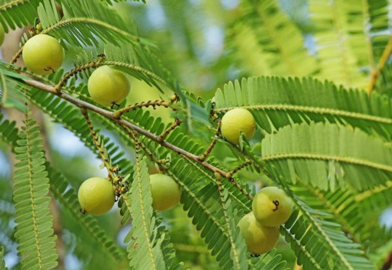 PLANTZON Amla Plant Seed  (10 per packet)