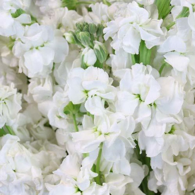 CYBEXIS Stock Matthiola Incana Flower Seeds Seed  (50 per packet)