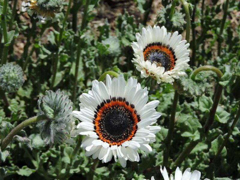 Mozette Venedium white Seed  (64 per packet)