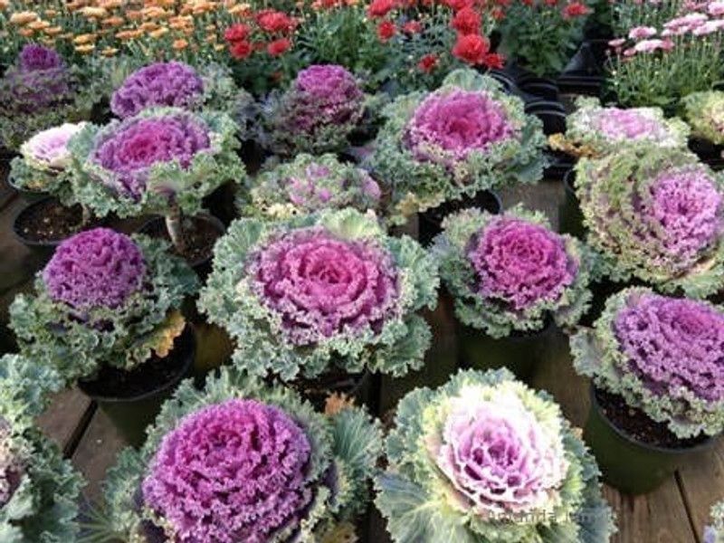 Mozette Ornamental kale herbs Seed  (17 per packet)