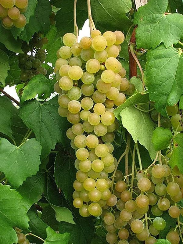Aro Grapes, Green Grapes Seed  (88 per packet)
