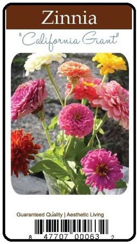 CYBEXIS Zinnia "California Giant" Seeds Seed  (1 g)