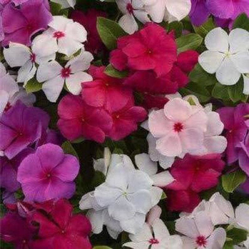 CYBEXIS Periwinkle Vinca Rosea Mix Flower Perennial Garden Organic Seeds Seed  (1 g)