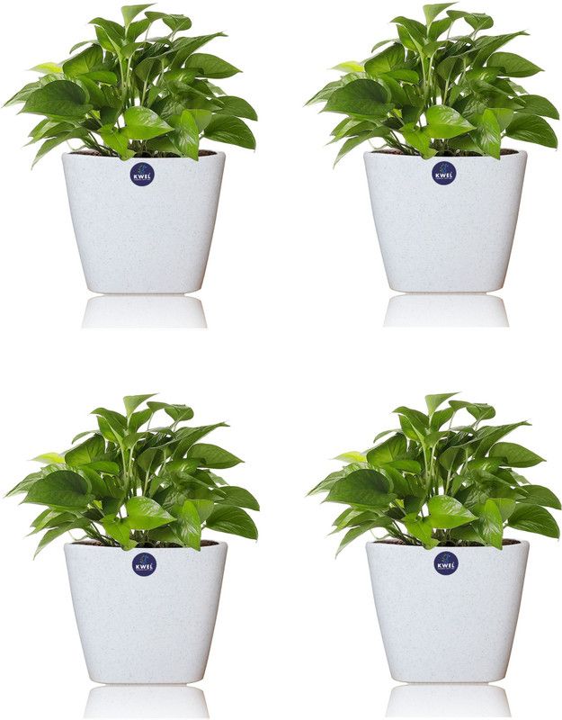 KWEL Desert plant  (Hybrid, Pack of 4)