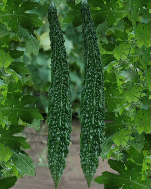 AloGardening Bitter Gourd seeds, Karela Seed  (20 per packet)