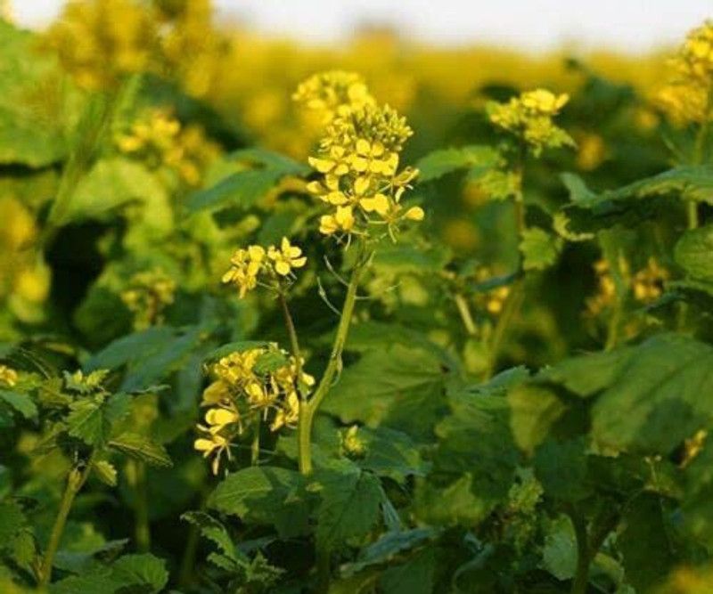 CYBEXIS Hardy Seeds of Green Manure White Mustard-1000 Seeds Seed  (1000 per packet)