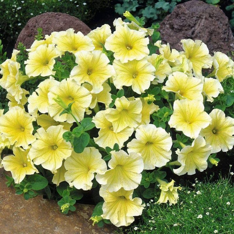 CYBEXIS Petunia grandiflora ‘Limoncello’ F1 Hybrid 1 Packet Seed  (1 g)