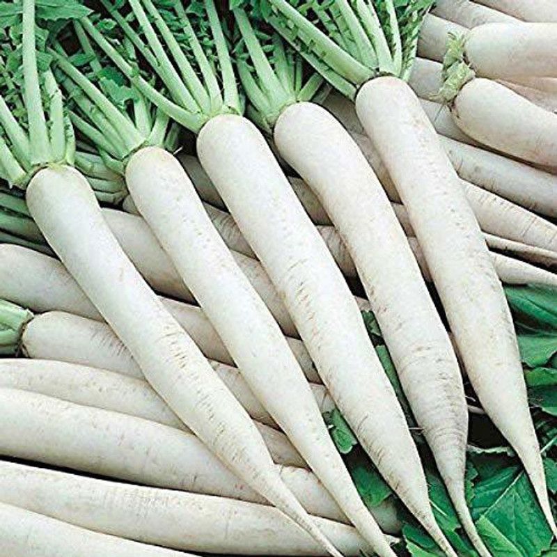 Qualtivate ™ Organic Desi Pusa Chekti Long Radish Seeds-500 Seed Seed  (500 per packet)