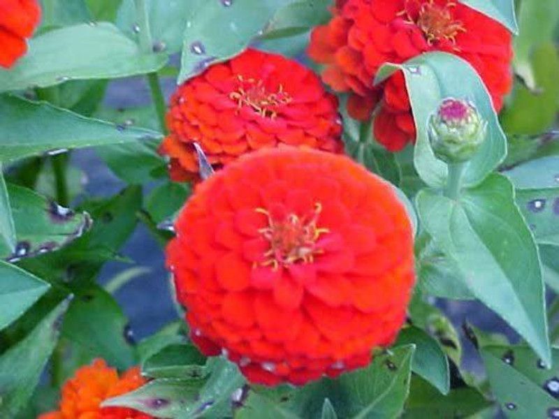 VibeX ® VLR-331 Red Marigold Seed Seed  (500 per packet)