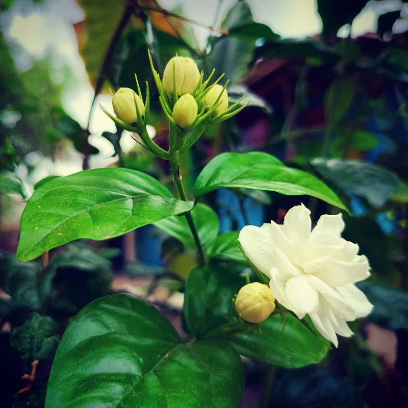 Cloud Farm Jasmine Plant  (Hybrid, Pack of 1)