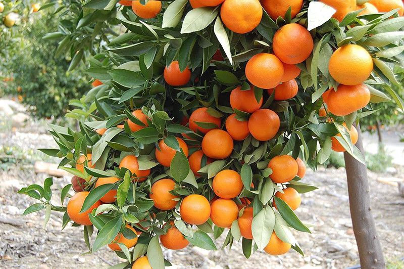 DIOART ™Dwarf Orange Seeds Fruit Seeds For Organic Farming Fruit Seeds Garden Pack-295 Seed  (100 per packet)