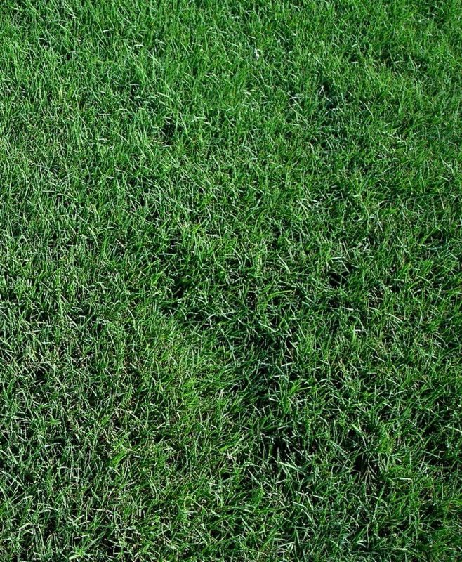 XOLDA Exotic lawngrass Seed  (40 per packet)