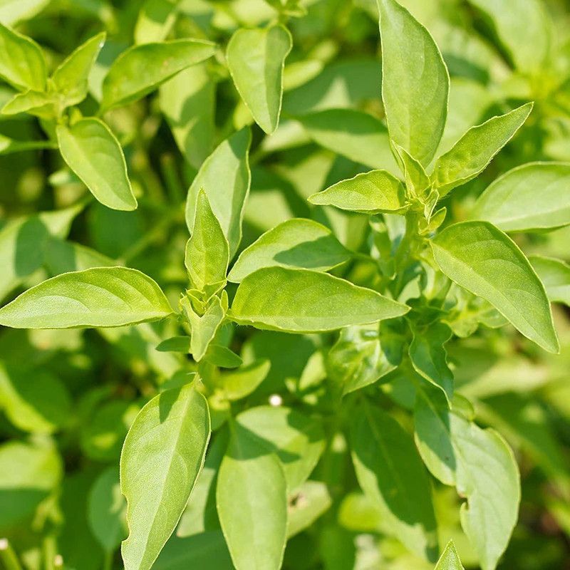 VibeX ® VXI-39 Lemon Sweet Basil Herb Seeds Seed  (1000 per packet)