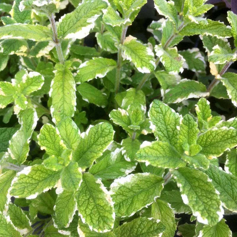 VibeX ® XLR-189 Pineapple Mint Seeds Rare Seed  (200 per packet)