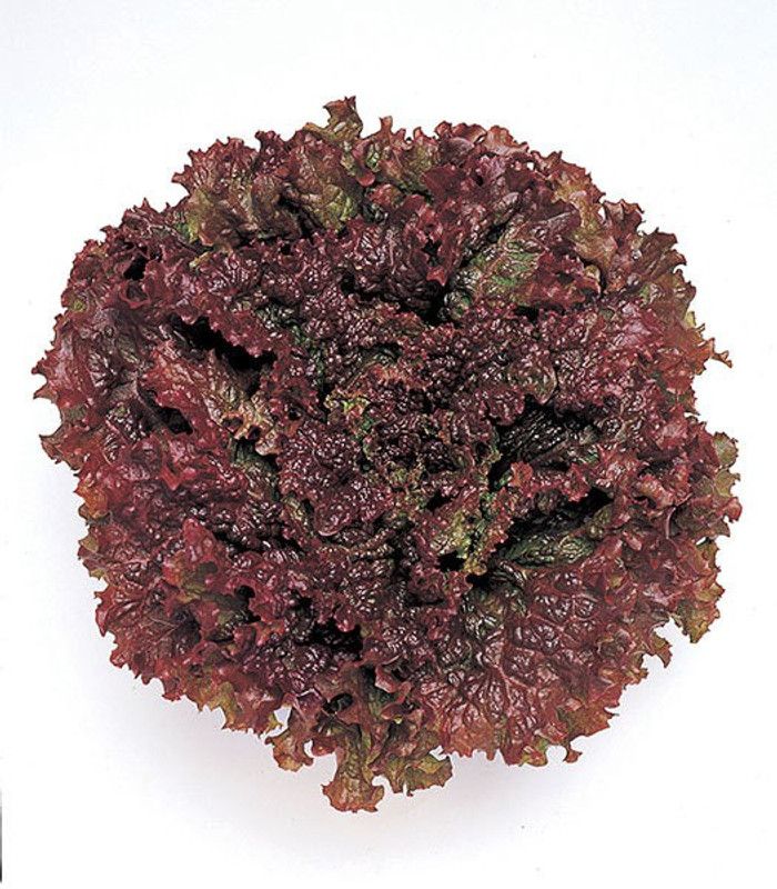 XOLDA RedLettuce Seed  (26 per packet)