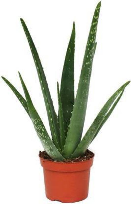 NRDhub Aloe Vera Plant  (Hybrid, Pack of 1)