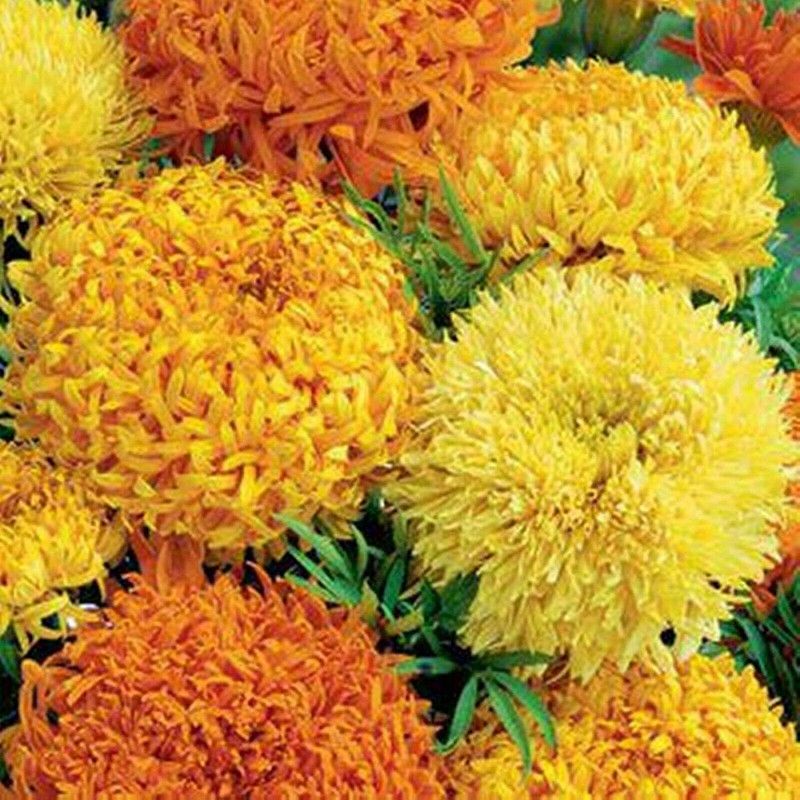 VibeX Marigold Seed  (85 per packet)