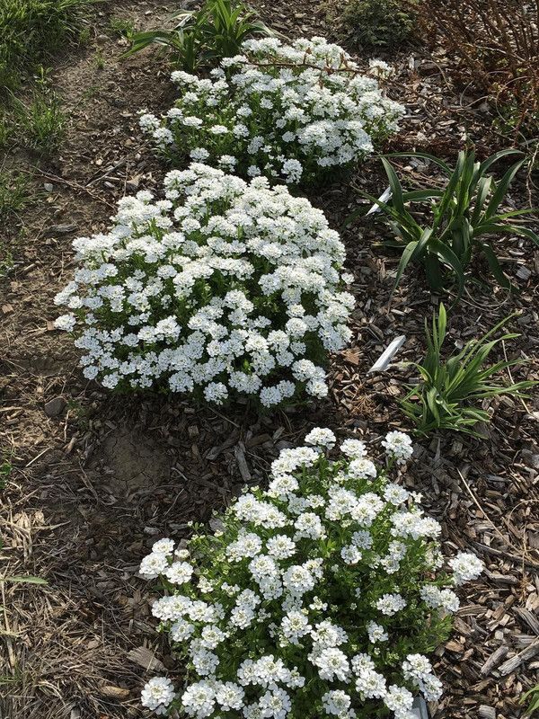 PLANTZON Candytuft flower Seed  (21 per packet)