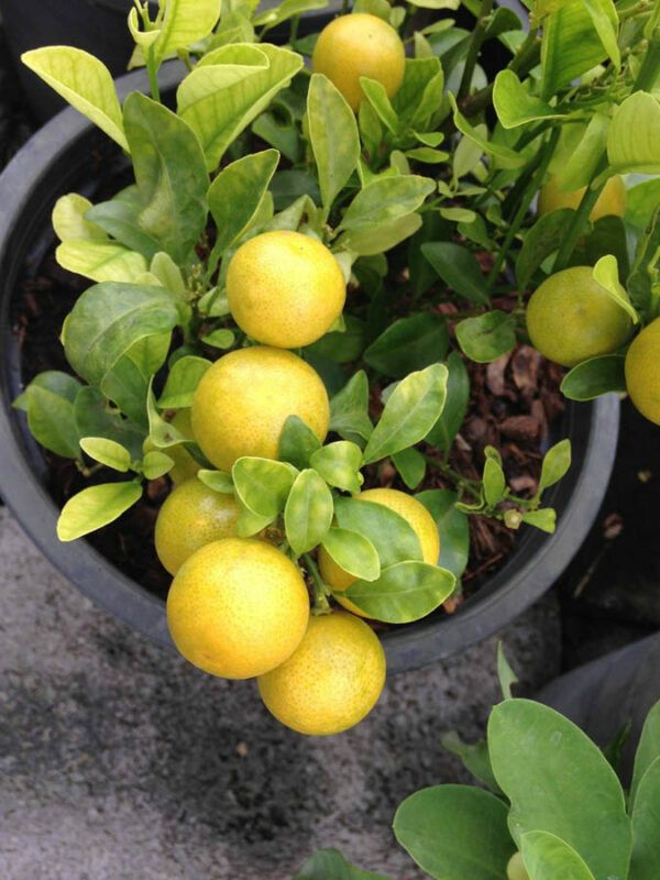 Royplant Lemon Plant  (Hybrid, Pack of 1)