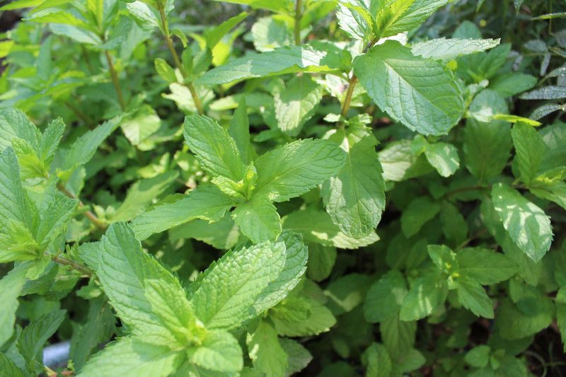 PLANTZON Pudina Seed  (31 per packet)