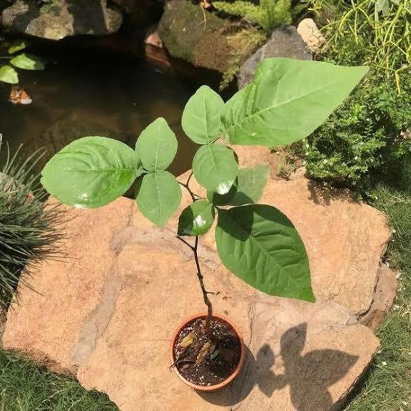 Natural Nursery Bel Plant  (Pack of 1)
