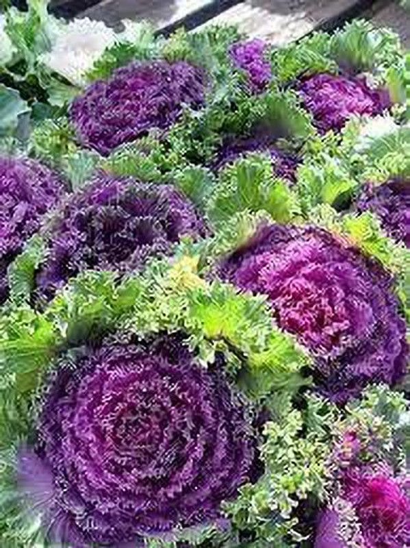 KANAYA Kale Flower Hybrid Seed  (22 per packet)