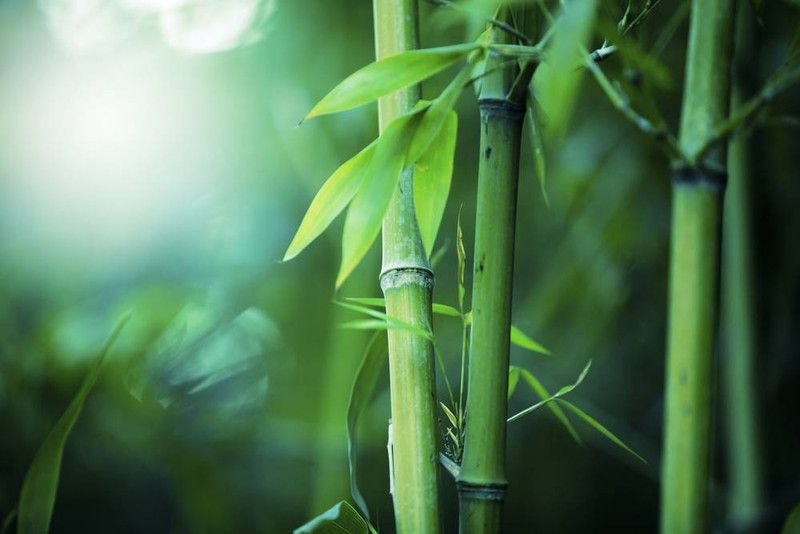 XOLDA Exotic bamboo Seed  (19 per packet)