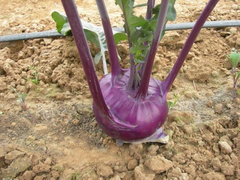 XOLDA Hybrid Knol-khol purple Seed  (57 per packet)